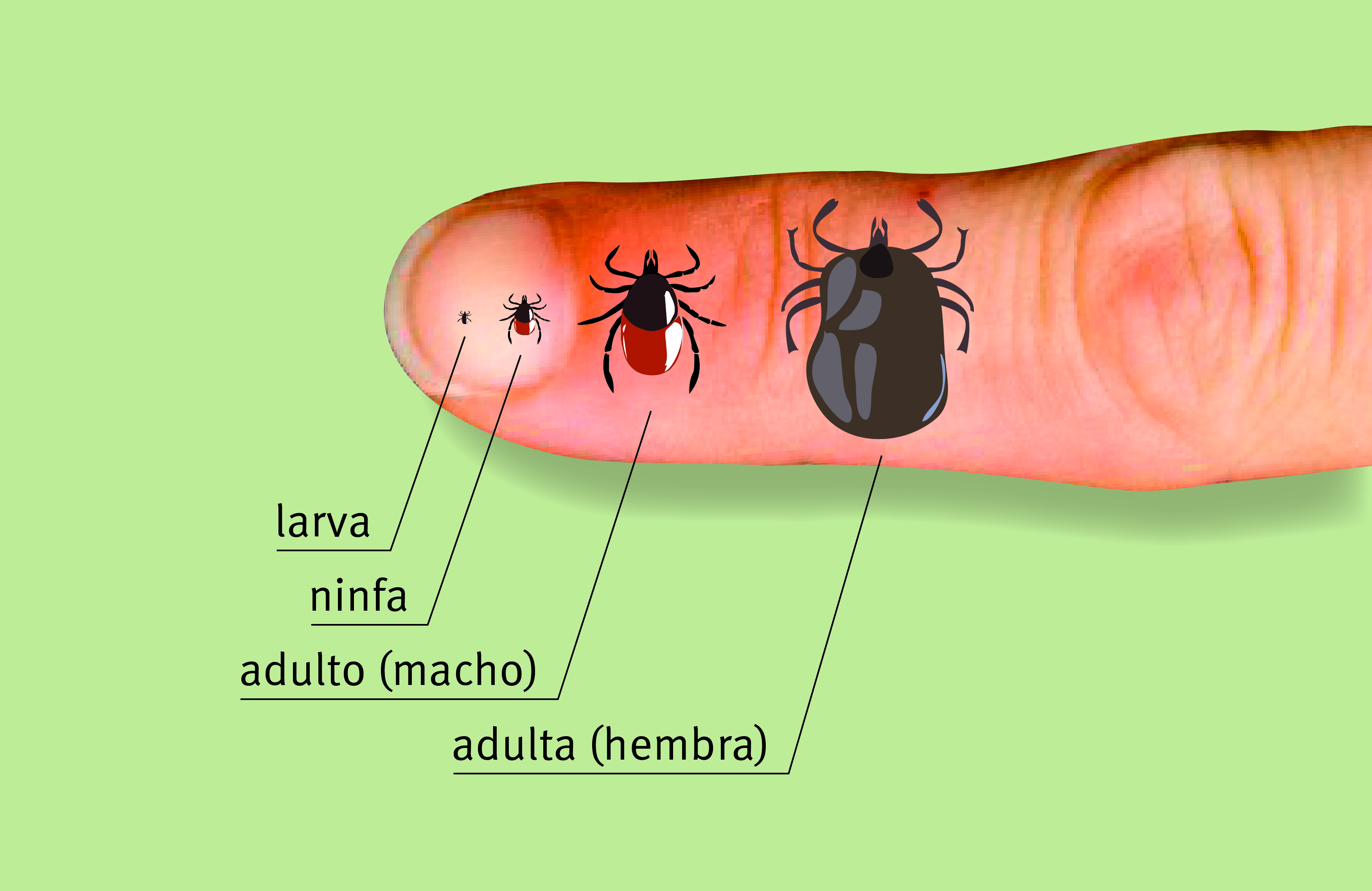 Esquema del tamaño de las garrapatas en sus distintas fases sobre un dedo