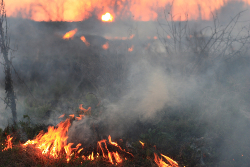 Madera quemándose y produciendo humo en un bosque al atardecer