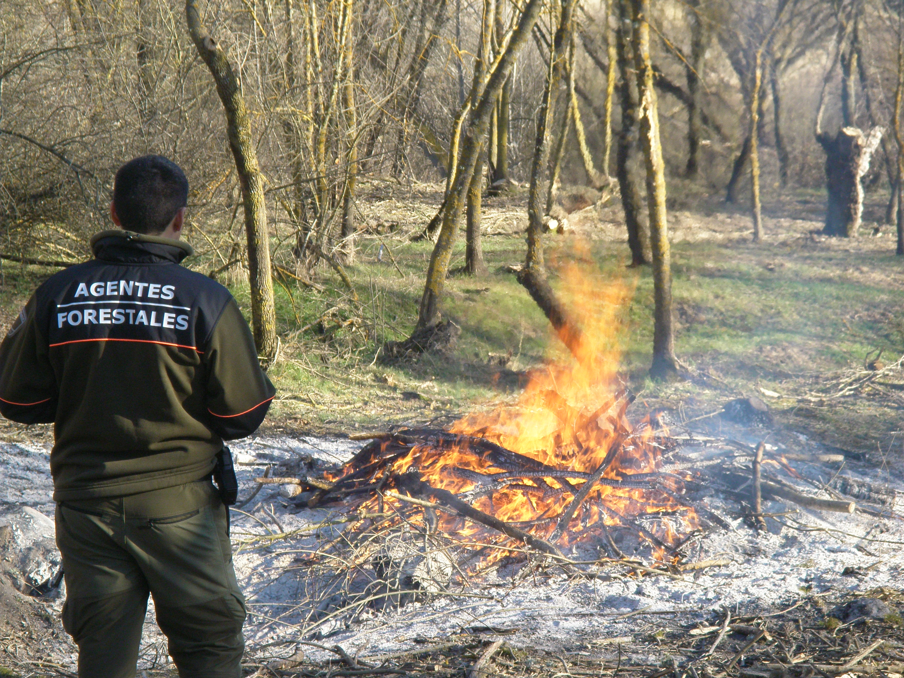 Agente forestal examinando una quema Agente Forestal examinando una quema