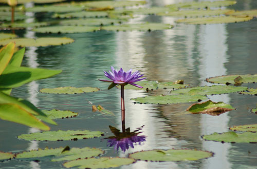 Estanque tranquilo con flor de loto Estanque tranquilo con flor de loto