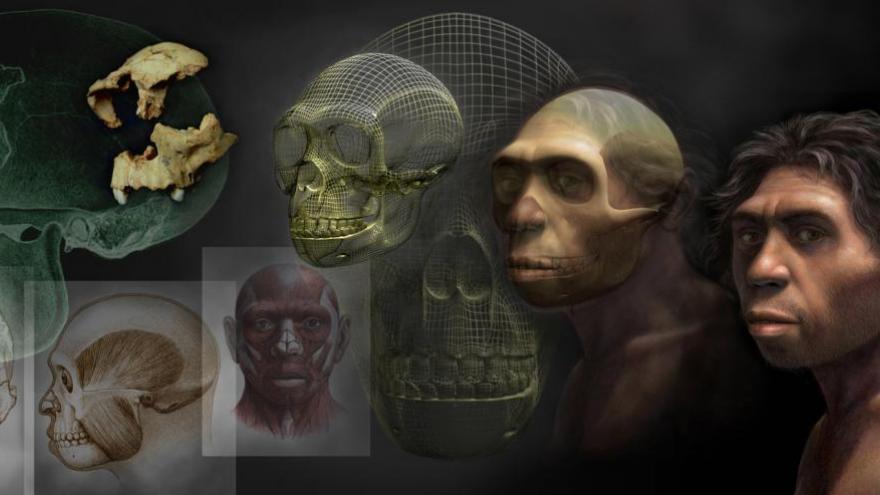 Homo antecessor Mauricio Antón 1