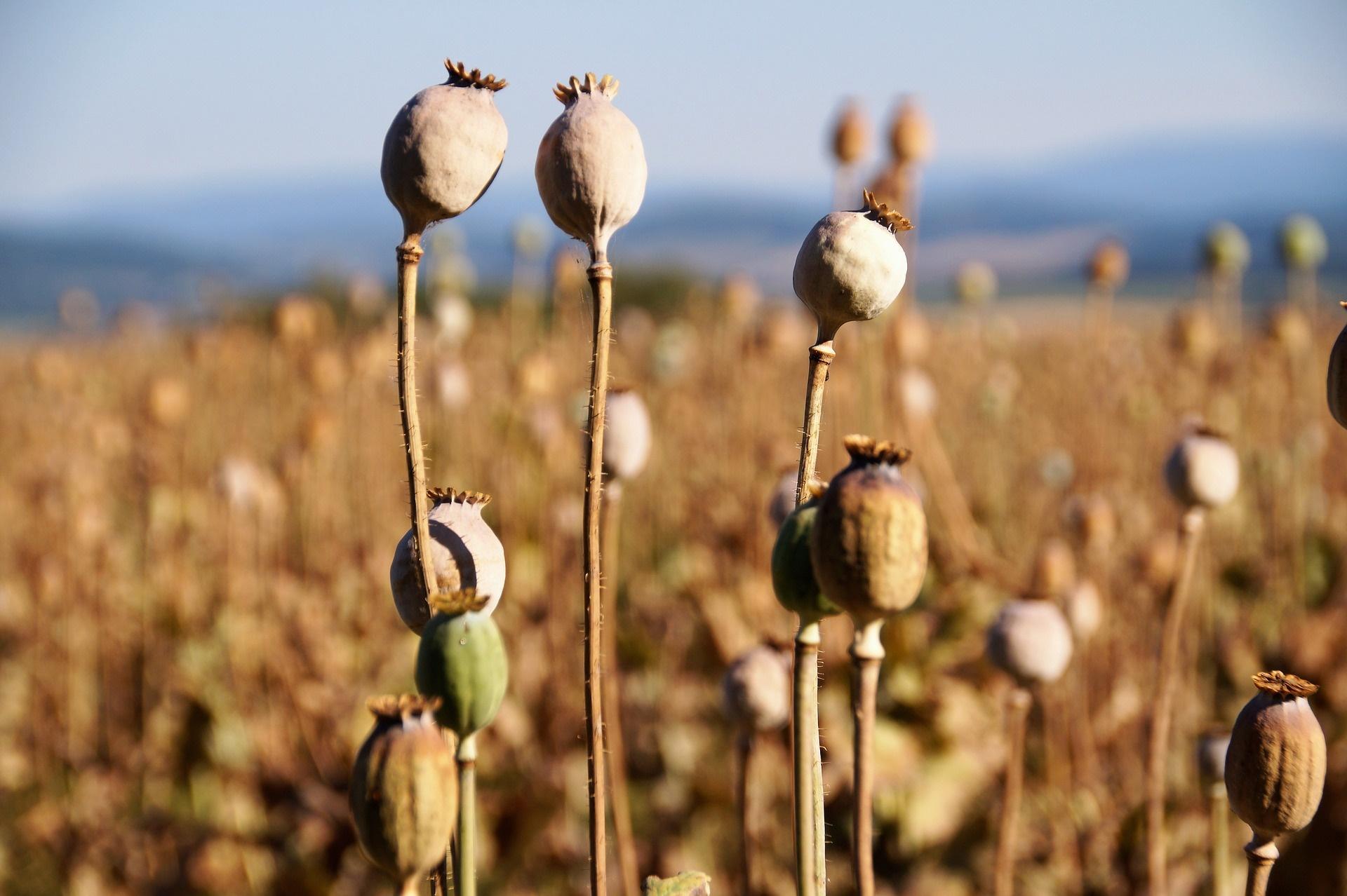 Servicio Sobre Drogas de Cruz Roja Juventud Plantas de amapolas