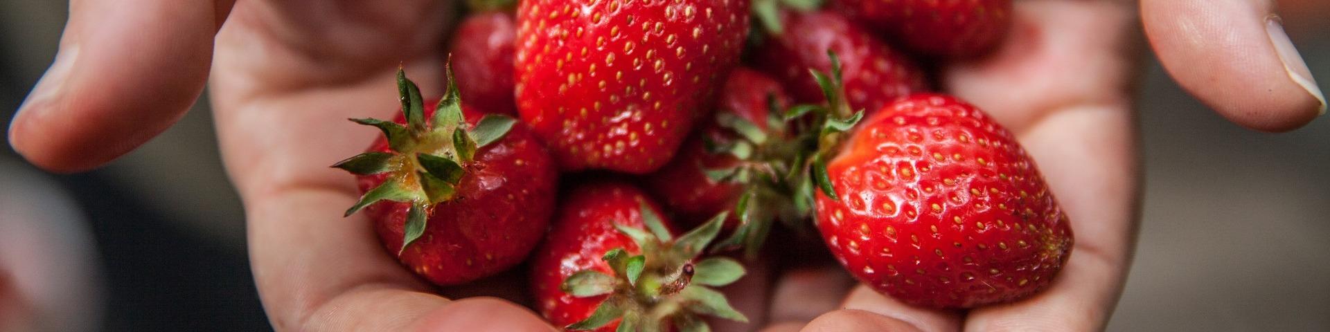 Nutrición Manos sosteniendo fresas