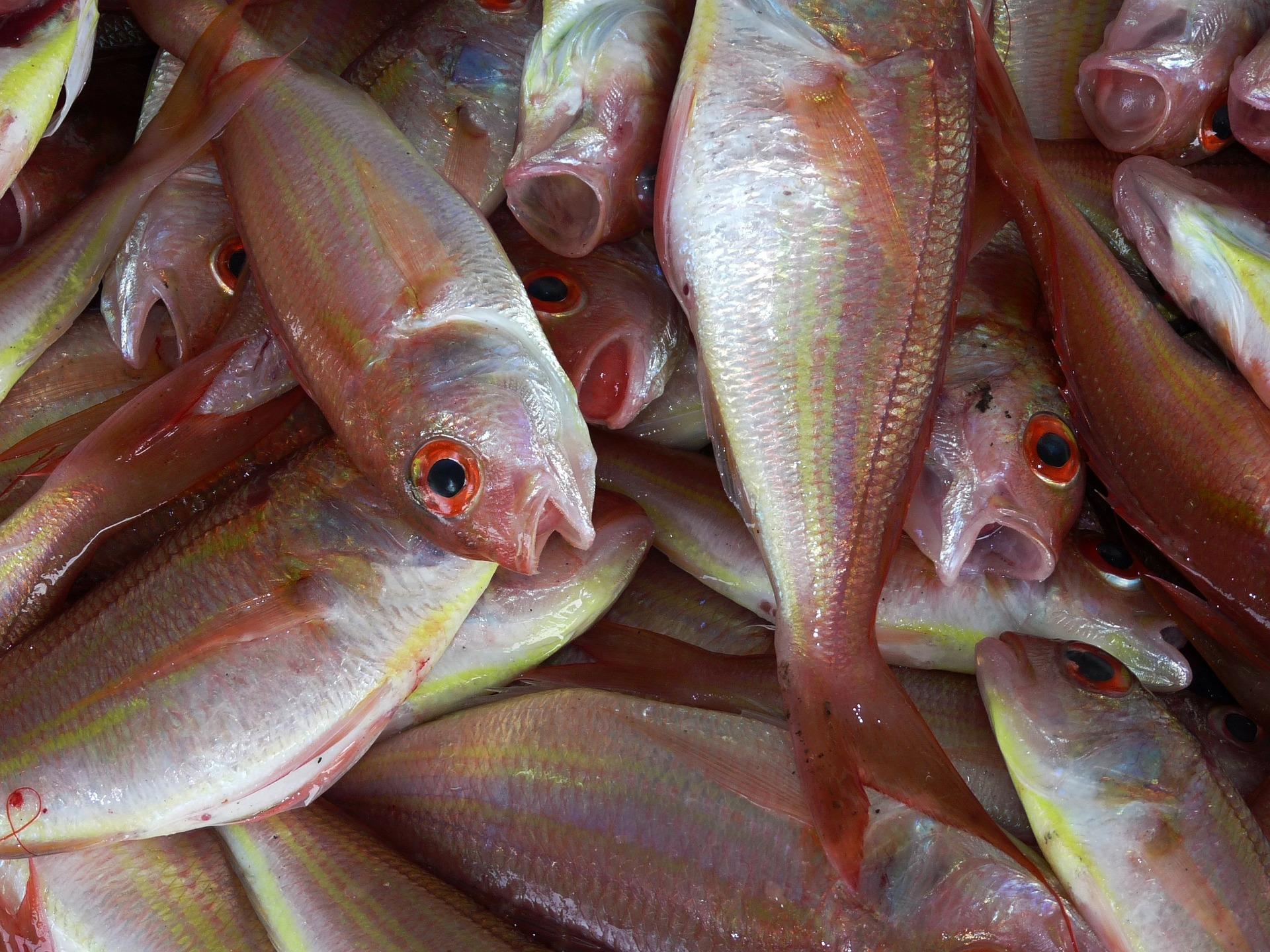 Pescados Varios pescados frescos enteros