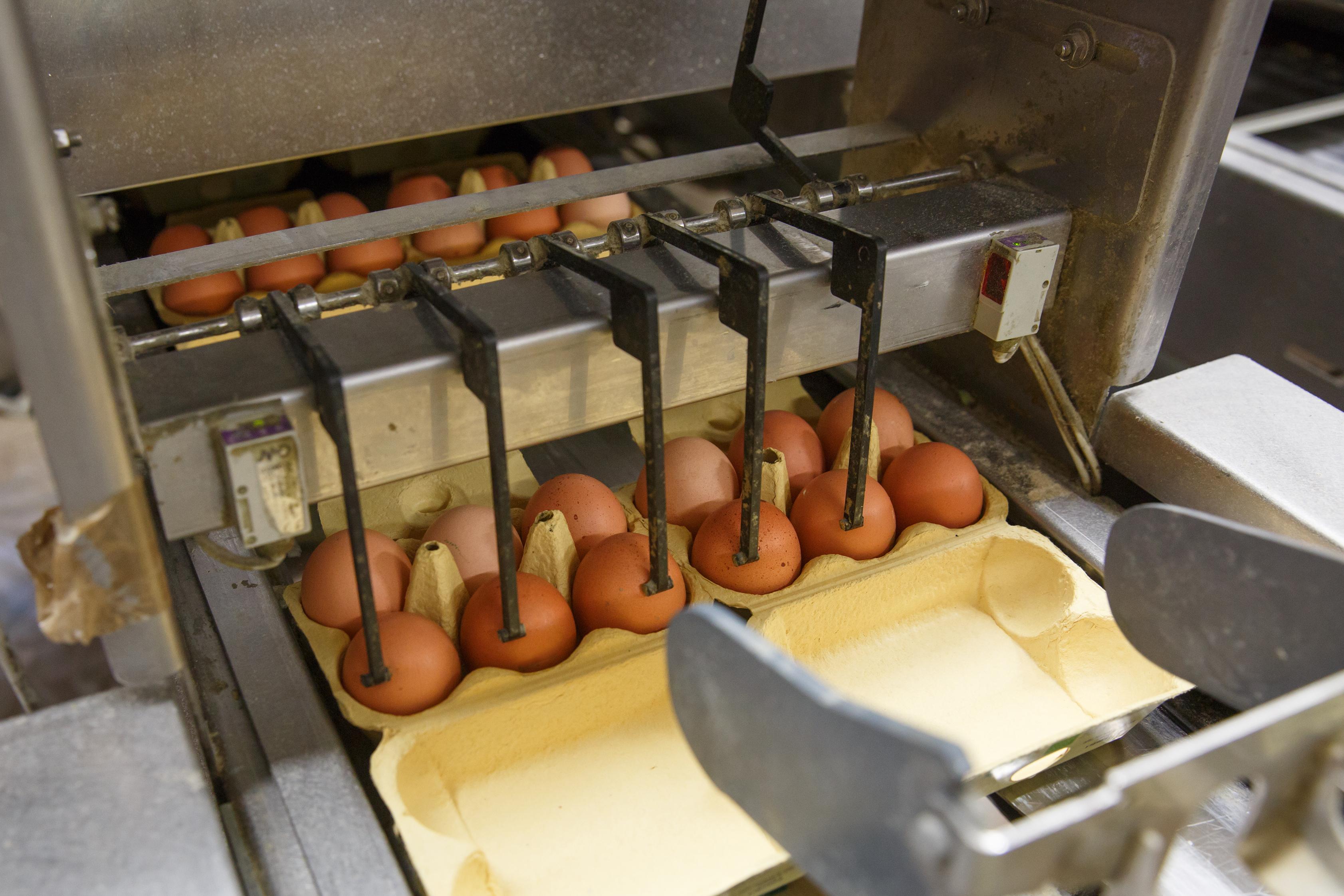 Instalación en la que se clasifican huevos de gallina Instalación en la que se clasifican huevos de gallina