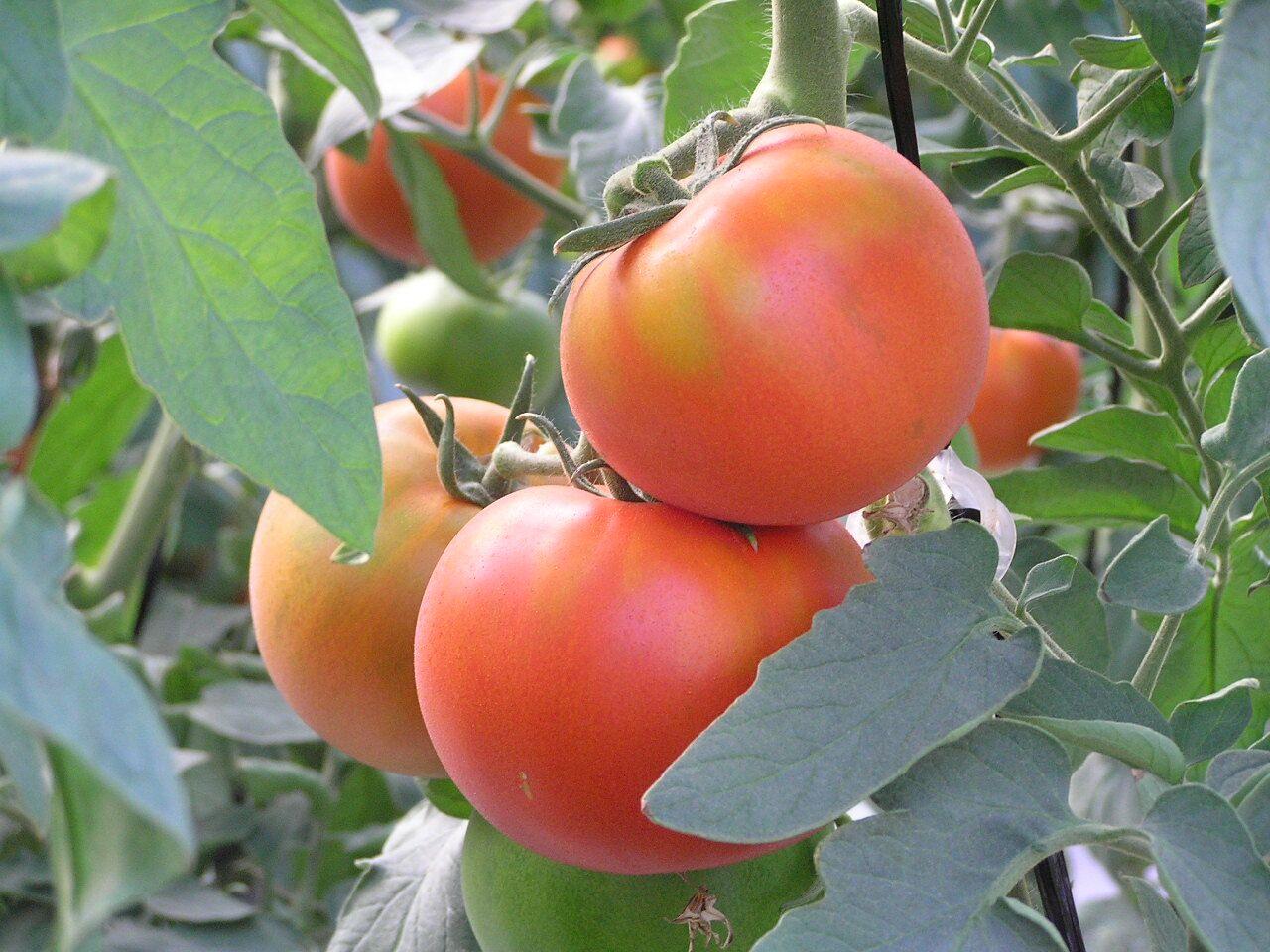 racimo de tomates en tomatera racimo de tomates en tomatera