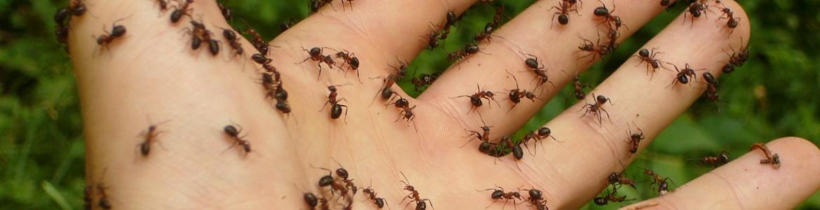 Mano con hormigas Mano con hormigas