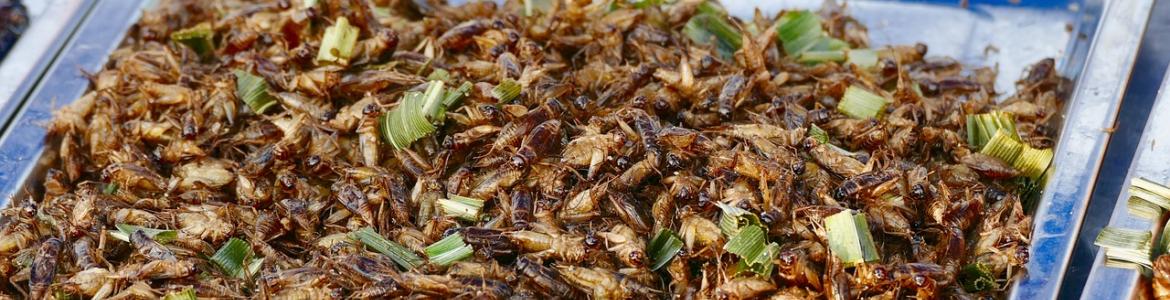 Bandeja de insectos para comer Bandeja de insectos para comer