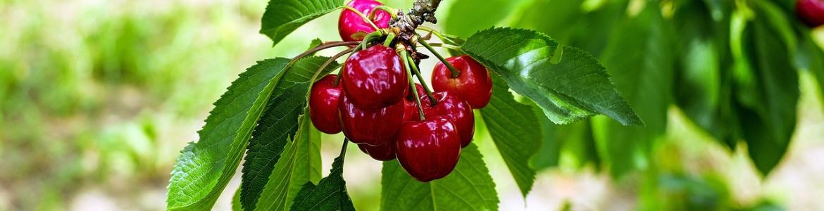 Cerezo Cerezo con frutos