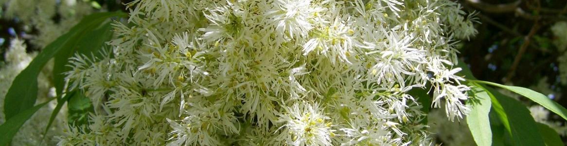 Fresno de flor Fresno de flor