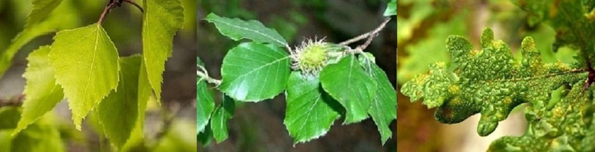 Hojas de abedul, haya y roble Hojas de abedul, haya y roble