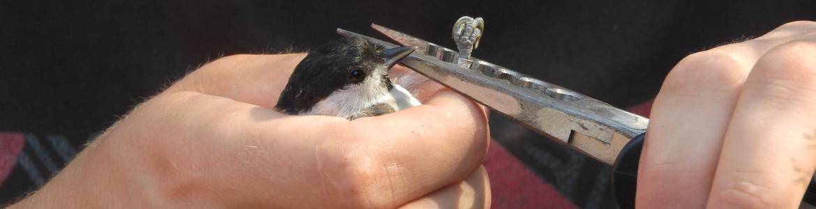 Imagen anillamiento aves Imagen anillamiento aves