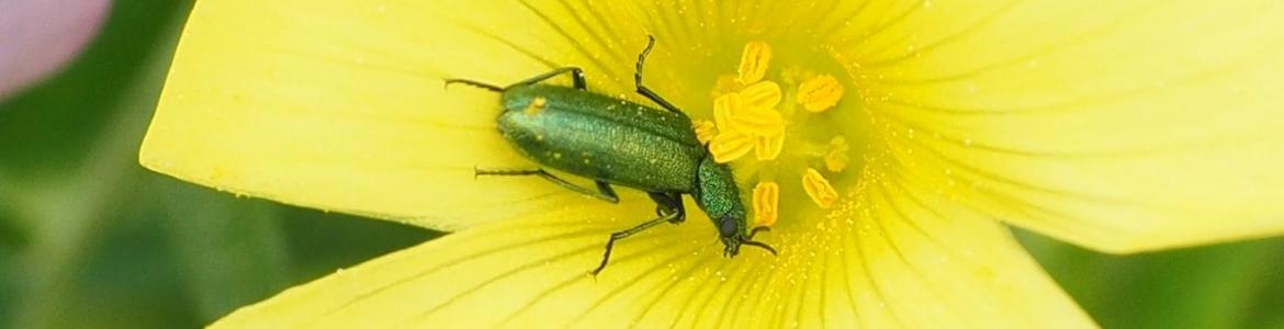 Cantárida Coleóptero sobre una flor