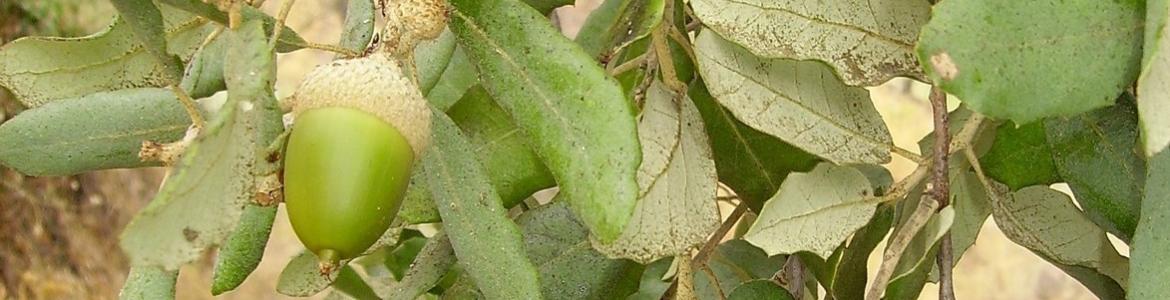 Ejemplar alcornoque Alcornoque hojas verdes bellota