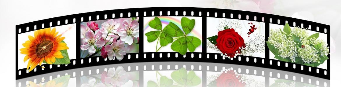 Película de cine y naturaleza Película de cine y naturaleza