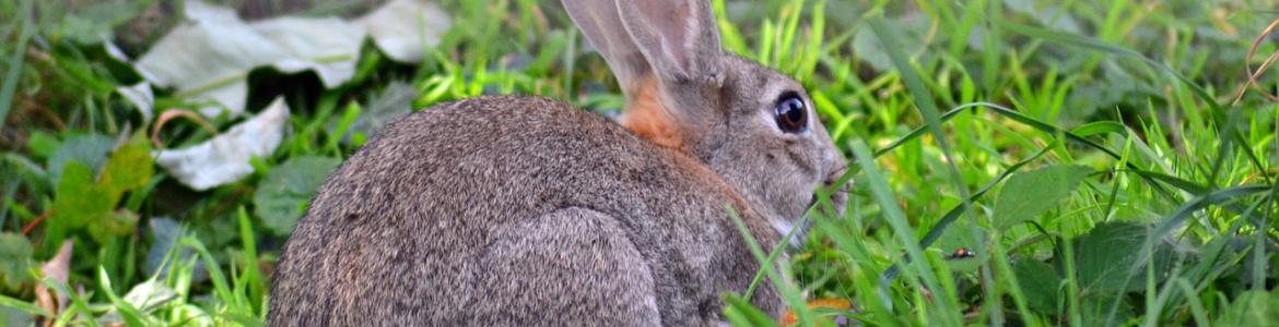 Conejo silvestre Conejo silvestre