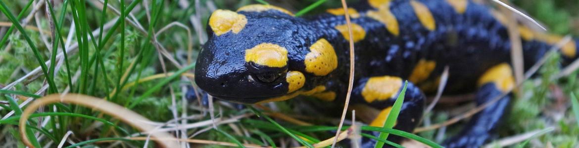Salamandra Salamandra