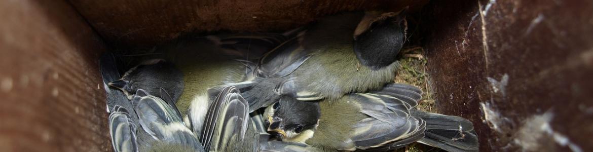 Crías de pájaro en caja nido Crías de pájaro en caja nido
