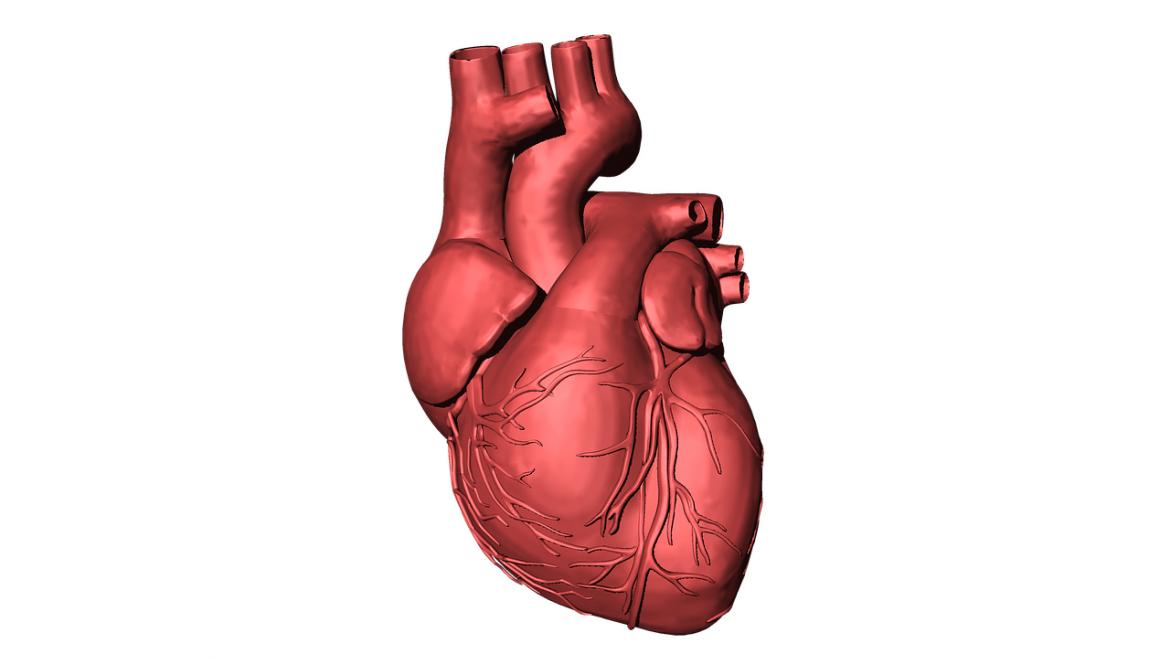 Corazón humano Corazón humano