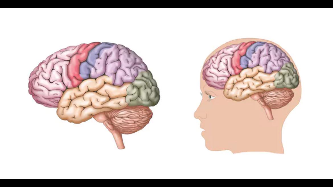 El Hospital de La Princesa acoge la primera reunión de médicos rehabilitadores en ictus Cerebro humano