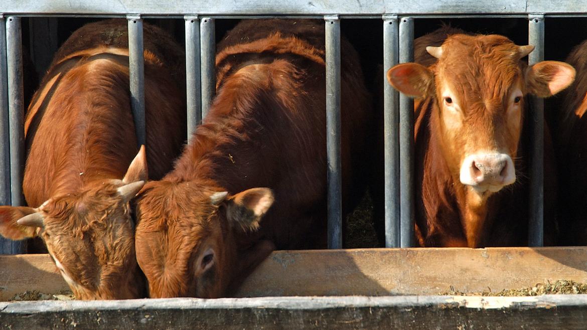 Vacas Tres vacas