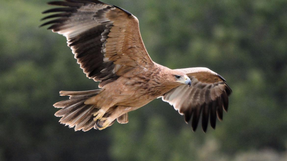 Diseñamos un Plan para la recuperación y protección del Águila Imperial