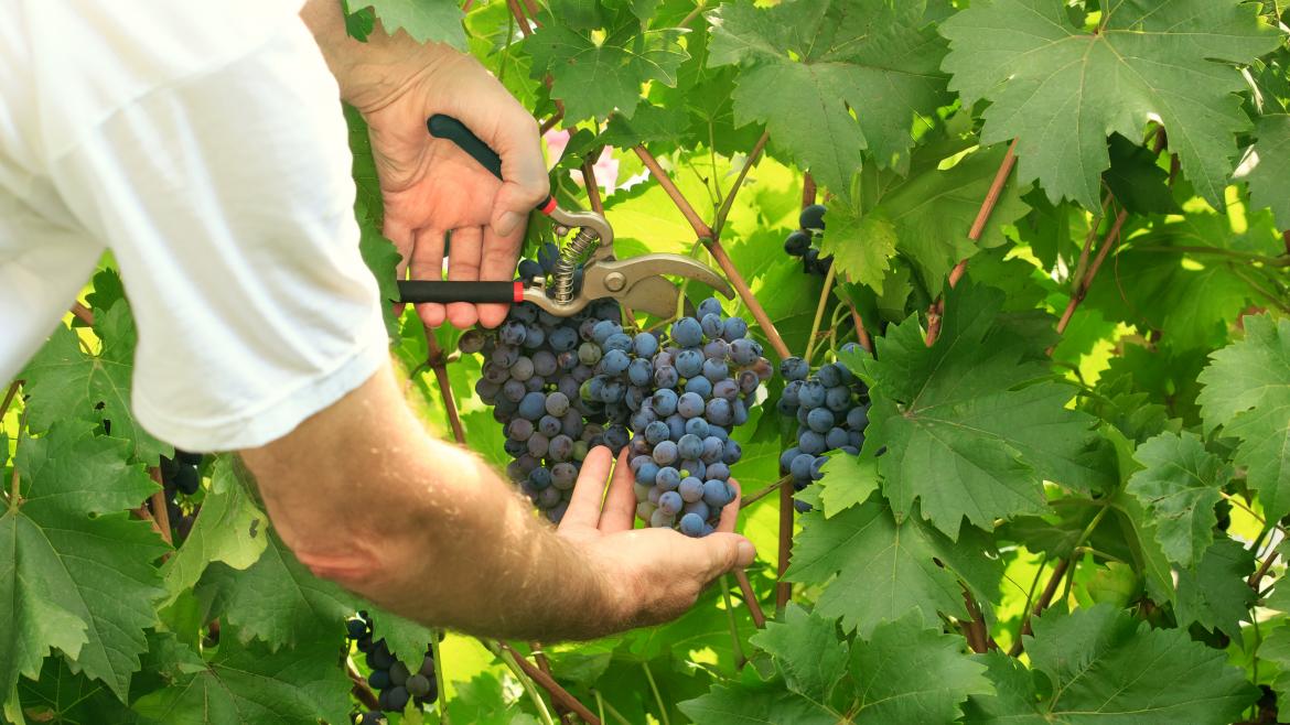 Autorizamos incrementar en un 10 % la producción máxima de la vendimia