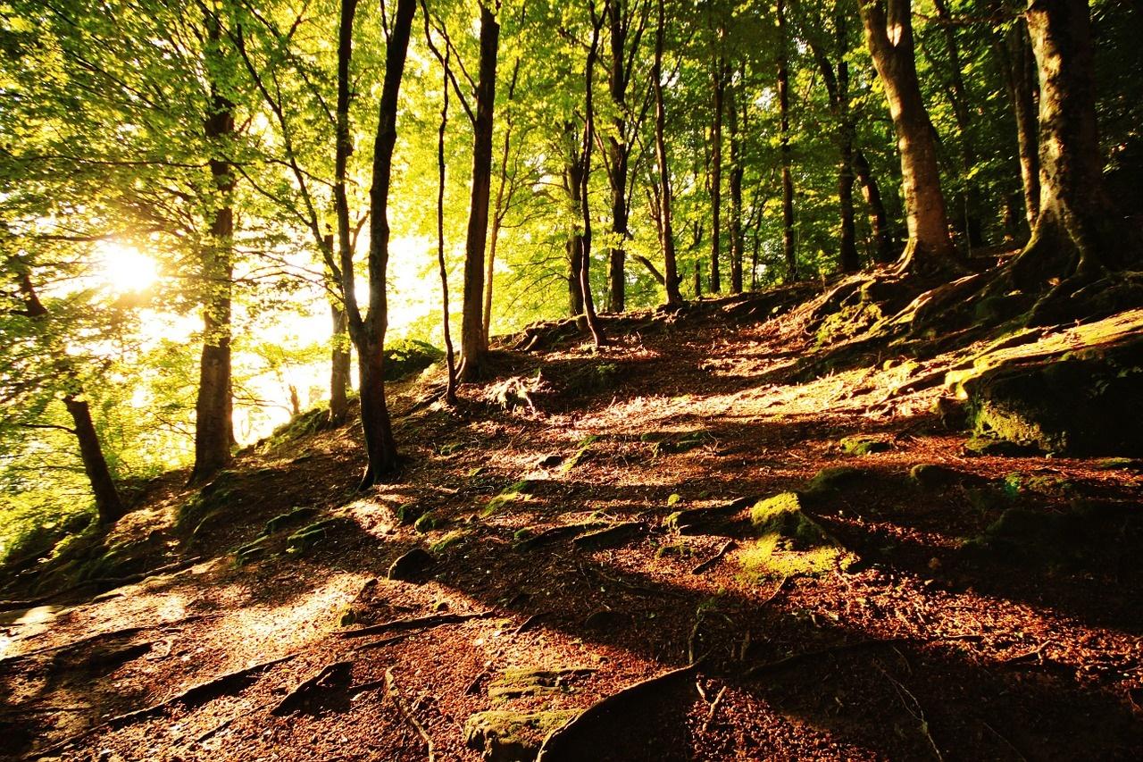 BAÑO DE BOSQUE Y MEDITACIÓN SONORA Bosque de hayas