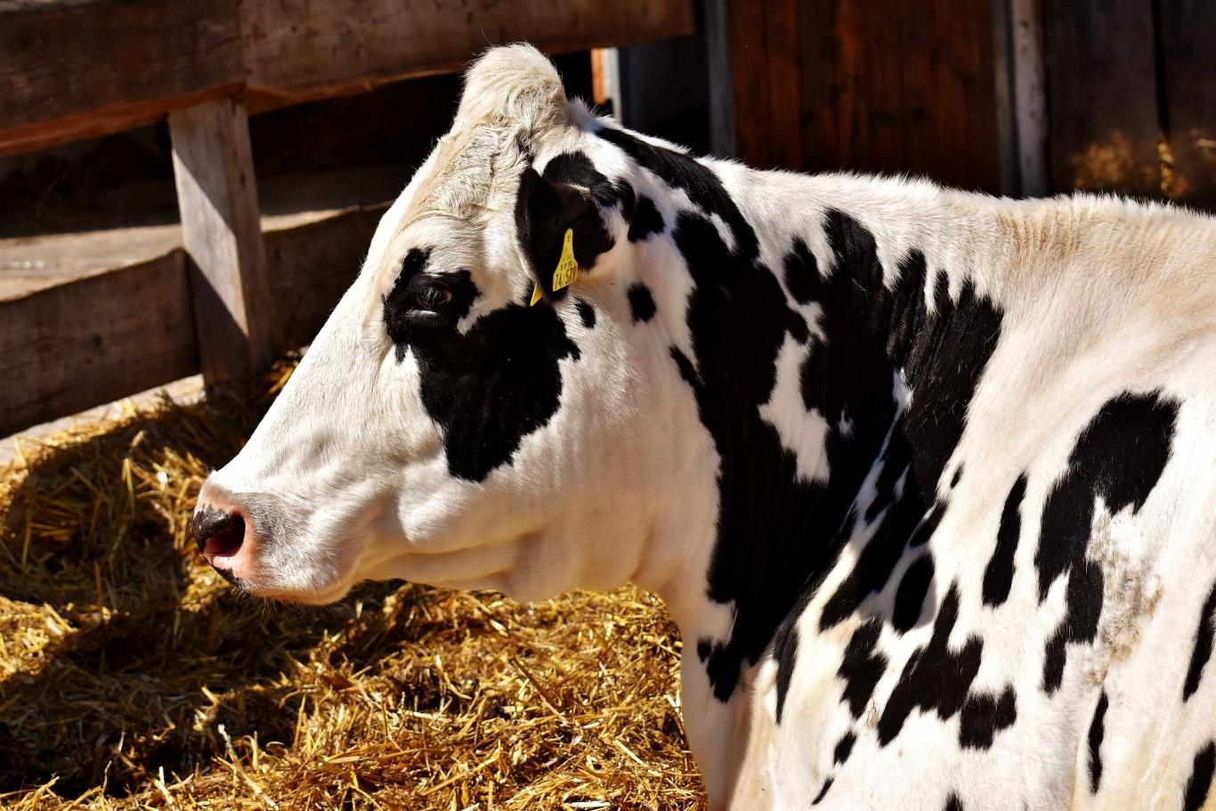 Vaca lechera en una explotación ganadera Vaca lechera en una explotación ganadera
