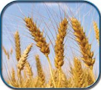Icono de gluten