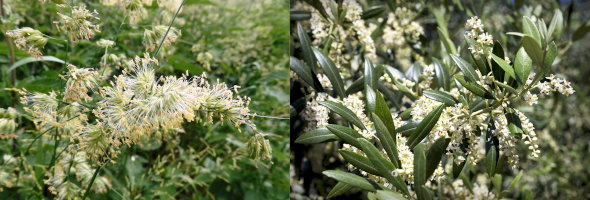 Composición de una gramínea y un olivo en flor