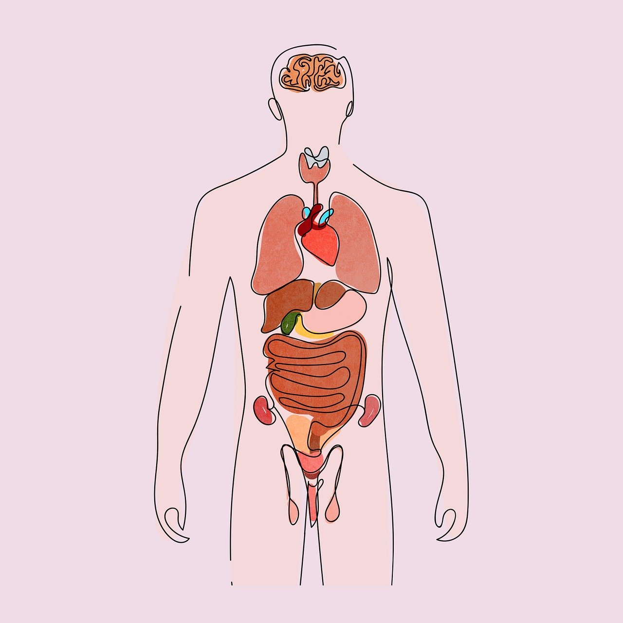 dibujo cuerpo humano