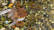 Hoja de roble en el río