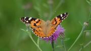 Mariposa