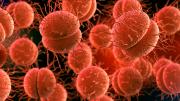 Neisseria gonorrhoeae