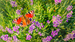 Mariposa en la naturaleza