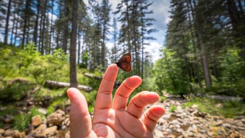 Mariposa en una mano con bosque al fondo