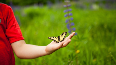 Mano de un niño con una mariposa