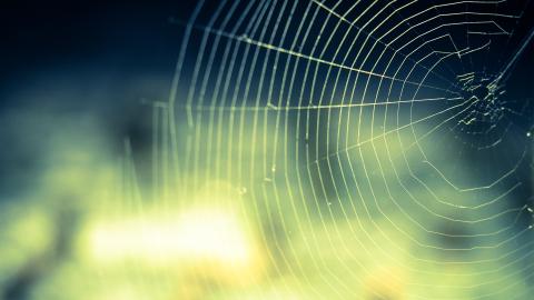 tela de araña con fondo verde