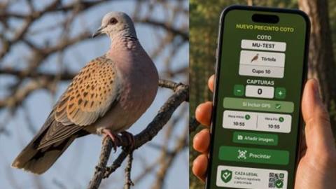 App precinto digital de caza para la tórtola