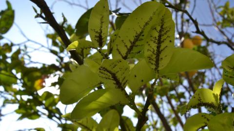 Hojas con plaga de insectos