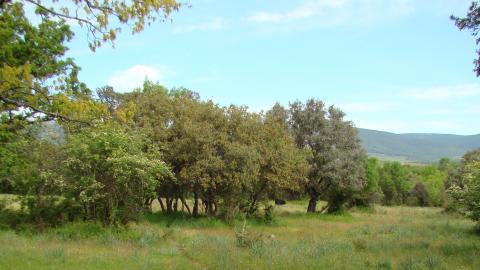 dehesa de encinas en Riosequillo