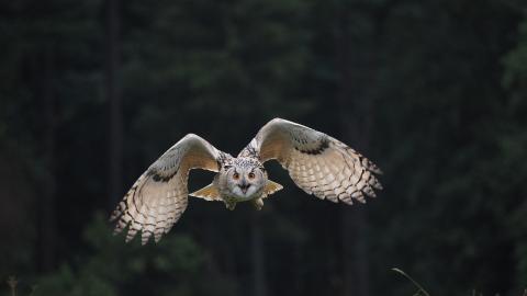 Búho volando