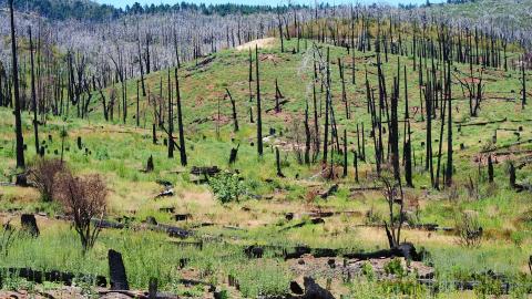 Montes forestal incendiado tras su extinción