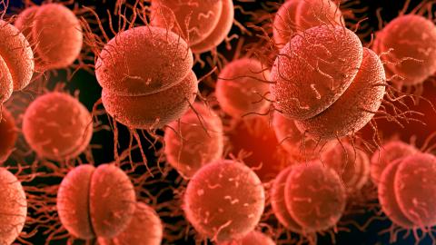 Neisseria gonorrhoeae