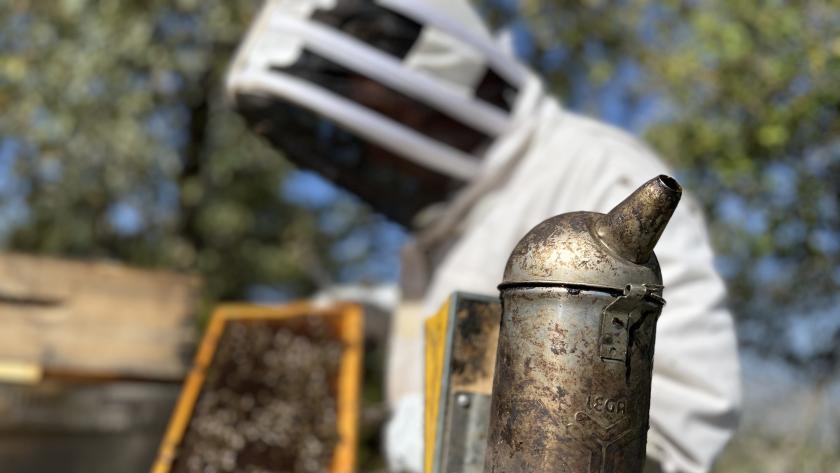 La Comunidad de Madrid supervisa el uso de ahumadores en apicultura para prevenir incendios forestales