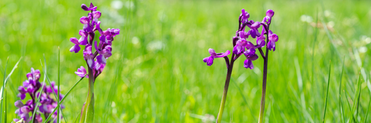 Orquídeas silvestres