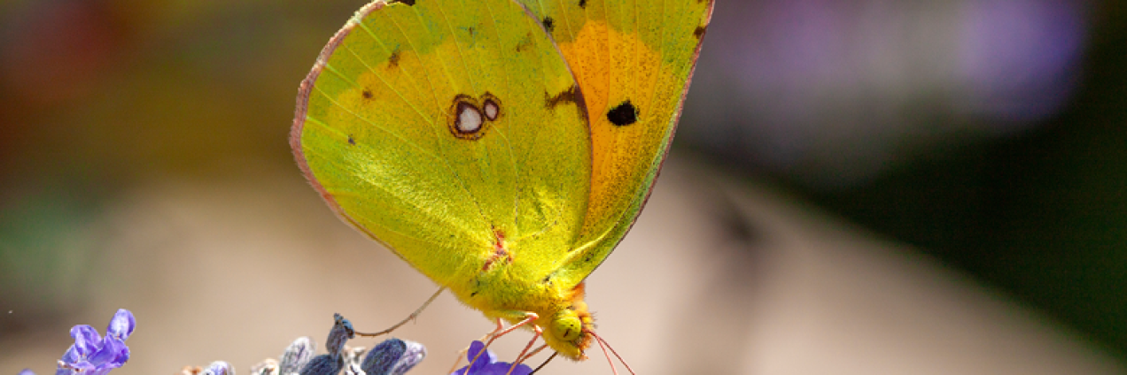 Mariposa Colias croceus