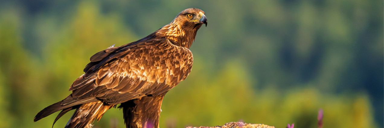 Águila imperial posada en una roca