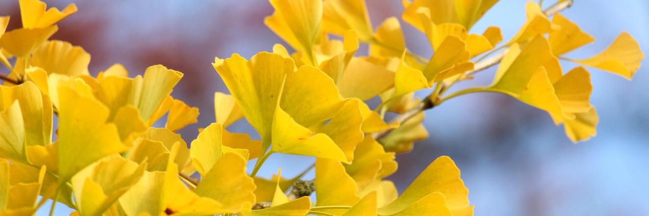 Hojas amarillas del árbol ginko